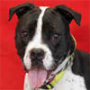 Animal ID: A5007001