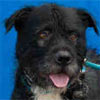 Animal ID: A4981667